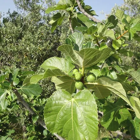 Pensionat Il Poggio Del Cilento Agropoli
