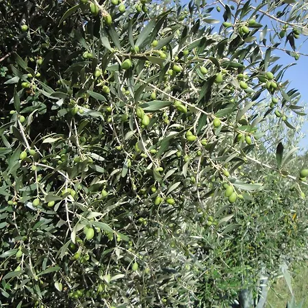 Il Poggio Del Cilento